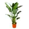 Strelitzia Nicolai - Paradijsvogelpant - P32 H170 - Kamerplant -FloraHome Verkoopwinkel strelitzia nicolai paradijsvogelpant p32 h170 1