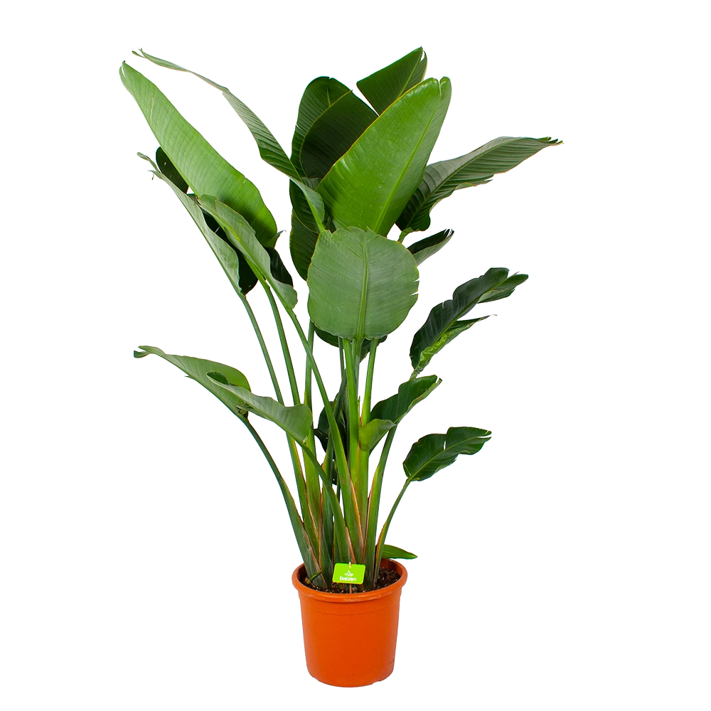 Strelitzia Nicolai - Paradijsvogelpant - P32 H170 - Kamerplant 3 Strelitzia Nicolai - Paradijsvogelpant - P32 H170 - Kamerplant