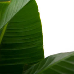 Strelitzia Nicolai - Paradijsvogelpant - P32 H170 - Kamerplant 7 Strelitzia Nicolai - Paradijsvogelpant - P32 H170 - Kamerplant -FloraHome Verkoopwinkel strelitzia nicolai paradijsvogelpant p32 h170 5