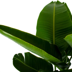 Strelitzia Nicolai - Paradijsvogelpant - P32 H170 - Kamerplant 8 Strelitzia Nicolai - Paradijsvogelpant - P32 H170 - Kamerplant -FloraHome Verkoopwinkel strelitzia nicolai paradijsvogelpant p32 h170 6
