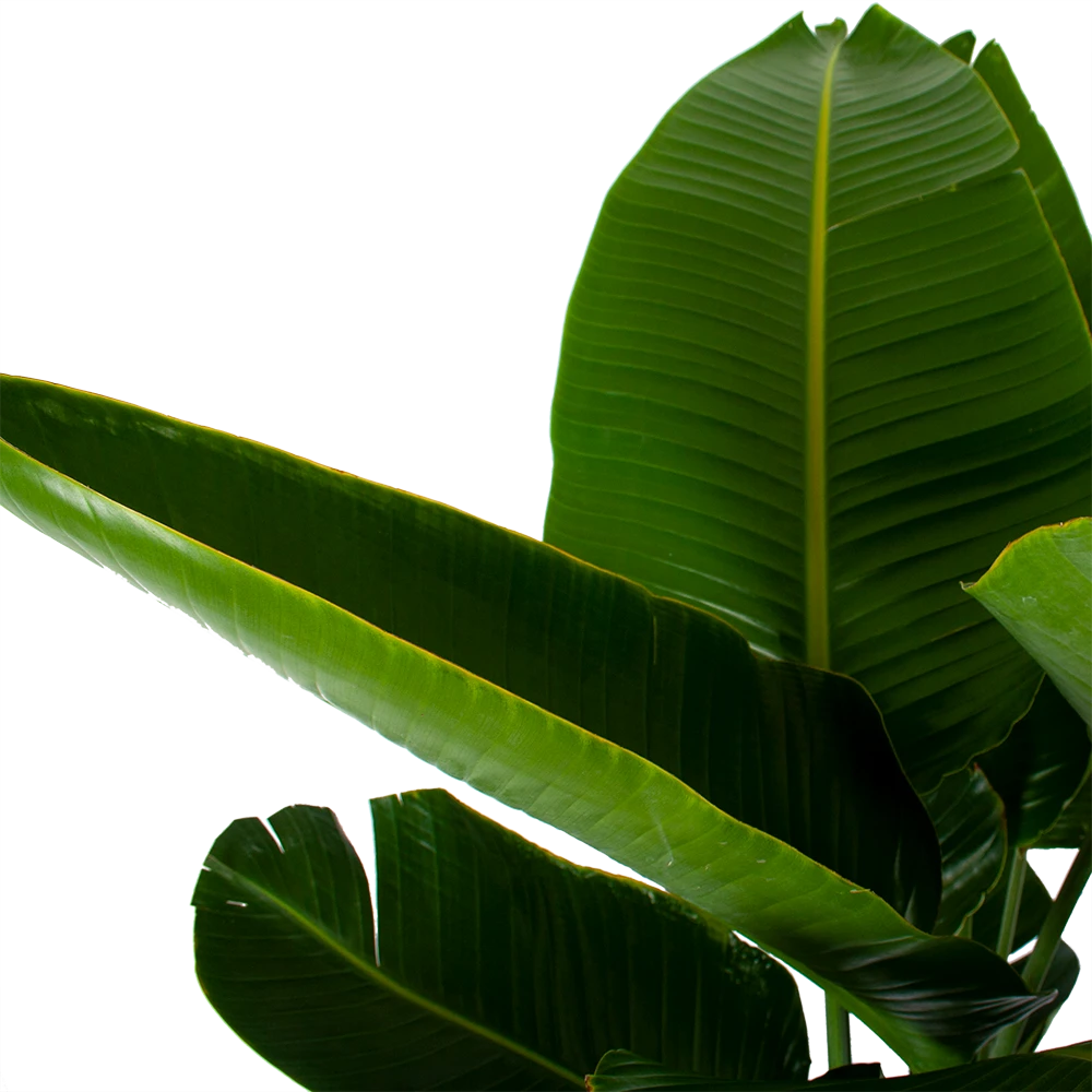 Strelitzia Nicolai - Paradijsvogelpant - P32 H170 - Kamerplant 5 Strelitzia Nicolai - Paradijsvogelpant - P32 H170 - Kamerplant - Afbeelding 3