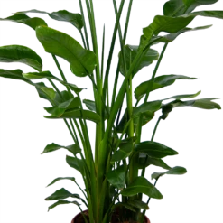 Strelitzia Nicolai - Paradijsvogelpant - P36 H170 - Kamerplant -FloraHome Verkoopwinkel strelitzia nicolai paradijsvogelpant p36 h170 kamerplant 4 1