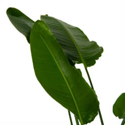 Strelitzia Nicolai - Paradijsvogelpant - P36 H170 - Kamerplant -FloraHome Verkoopwinkel strelitzia nicolai paradijsvogelpant p36 h170 kamerplant 6