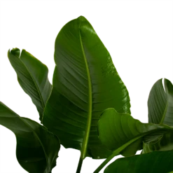 Strelitzia Nicolai - Paradijsvogelpant - P38 H160 - Kamerplant -FloraHome Verkoopwinkel strelitzia nicolai paradijsvogelpant p38 h160 3 1