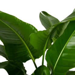 Strelitzia Nicolai - Paradijsvogelpant - P38 H160 - Kamerplant -FloraHome Verkoopwinkel strelitzia nicolai paradijsvogelpant p38 h160 4