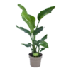 Strelitzia Nicolai - Paradijsvogelplant - P17 H60 - Kamerplant -FloraHome Verkoopwinkel strelitzia nicolai paradijsvogelplant p17 h60 1
