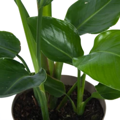 Strelitzia Nicolai - Paradijsvogelplant - P17 H60 - Kamerplant -FloraHome Verkoopwinkel strelitzia nicolai paradijsvogelplant p17 h60 6