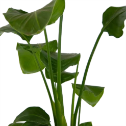 Strelitzia Nicolai - Paradijsvogelplant - P17 H80 - Kamerplant -FloraHome Verkoopwinkel strelitzia nicolai paradijsvogelplant p17 h80 kamerplant 2
