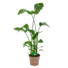 Strelitzia Nicolai - Paradijsvogelplant - P21 H120 - Kamerplant -FloraHome Verkoopwinkel strelitzia nicolai paradijsvogelplant p21 h120 kamerplant 1