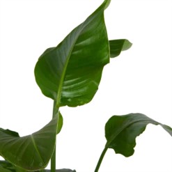 Strelitzia Nicolai - Paradijsvogelplant - P21 H120 - Kamerplant -FloraHome Verkoopwinkel strelitzia nicolai paradijsvogelplant p21 h120 kamerplant 2