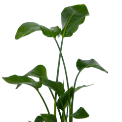 Strelitzia Nicolai - Paradijsvogelplant - P21 H120 - Kamerplant -FloraHome Verkoopwinkel strelitzia nicolai paradijsvogelplant p21 h120 kamerplant 3