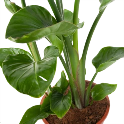 Strelitzia Nicolai - Paradijsvogelplant - P27 H110 - Kamerplant -FloraHome Verkoopwinkel strelitzia nicolai paradijsvogelplant p27 h110 5 2