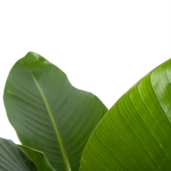 Strelitzia Nicolai - Paradijsvogelplant - P27 H110 - Kamerplant -FloraHome Verkoopwinkel strelitzia nicolai paradijsvogelplant p27 h110 6 2