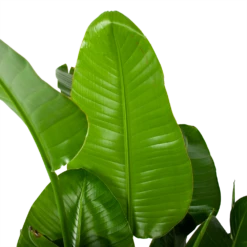 Voorkant -FloraHome Verkoopwinkel strelitzia nicolai paradijsvogelplant p35 h130 5