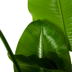 Strelitzia Nicolai - Paradijsvogelplant - P35 H130 - Kamerplant -FloraHome Verkoopwinkel strelitzia nicolai paradijsvogelplant p35 h130 6