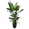 Strelitzia Nicolai - Paradijsvogelplant - P35 H200 - Kamerplant