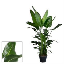 Strelitzia Nicolai - Paradijsvogelplant - P35 H200 - Kamerplant -FloraHome Verkoopwinkel strelitzia nicolai paradijsvogelplant p35 h200 2