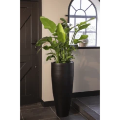 Strelitzia Nicolai - Paradijsvogelplant - P35 H200 - Kamerplant -FloraHome Verkoopwinkel strelitzia nicolai paradijsvogelplant p35 h200 5