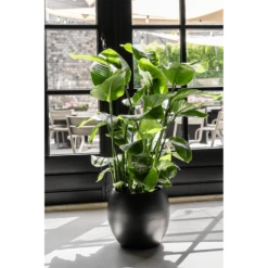 Strelitzia Nicolai - Paradijsvogelplant - P35 H200 - Kamerplant -FloraHome Verkoopwinkel strelitzia nicolai paradijsvogelplant p35 h200 6