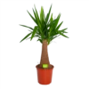 Yucca Inca Tree - Palmlelie - P24 H85 - Kamerplant