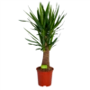 Yucca Inca Tree - Palmlelie - P27 H110 - Kamerplant -FloraHome Verkoopwinkel yucca inca tree palmlelie p27 h110 1