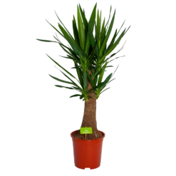 Yucca Inca Tree - Palmlelie - P27 H110 - Kamerplant