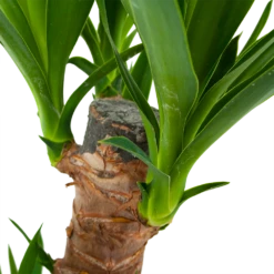 Yucca - Palmlelie - P17 H70 - Kamerplant -FloraHome Verkoopwinkel yucca palmlelie p17 h70 6