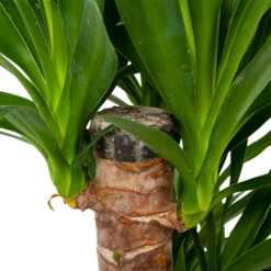 Yucca - Palmlelie - P19 H90 - Kamerplant -FloraHome Verkoopwinkel yucca palmlelie p19 h90 5