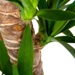 Yucca - Palmlelie - P19 H90 - Kamerplant -FloraHome Verkoopwinkel yucca palmlelie p19 h90 6