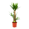 Yucca - Palmlelie - P21 H100 - Kamerplant