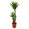 Yucca - Palmlelie - P24 H120 - Kamerplant -FloraHome Verkoopwinkel yucca palmlelie p24 h120 4