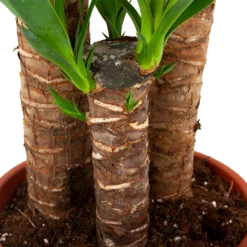 Yucca - Palmlelie - P24 H120 - Kamerplant -FloraHome Verkoopwinkel yucca palmlelie p24 h120 5