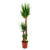 Yucca - Palmlelie - P24 H165 - Kamerplant 1 Yucca - Palmlelie - P24 H165 - Kamerplant -FloraHome Verkoopwinkel yucca palmlelie p24 h165 4