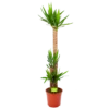 Yucca - Palmlelie - P27 H170 - Kamerplant
