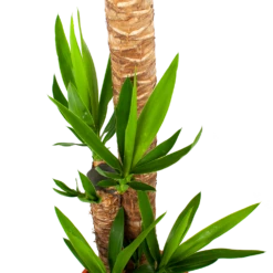 Yucca - Palmlelie - P27 H170 - Kamerplant -FloraHome Verkoopwinkel yucca palmlelie p27 h170 5 1