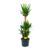 Yucca - Palmlelie - P29 H150 - Kamerplant