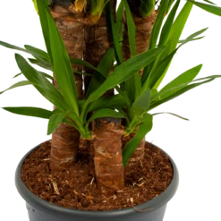 Yucca - Palmlelie - P29 H150 - Kamerplant -FloraHome Verkoopwinkel yucca palmlelie p29 h150 5 2