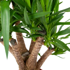 Yucca - Vertakt - Palmlelie - P24 H100 - Kamerplant -FloraHome Verkoopwinkel yucca vertakt palmlelie p24 h100 5 1