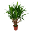 Yucca - Vertakt - Palmlelie - P27 H110 - Kamerplant -FloraHome Verkoopwinkel yucca vertakt palmlelie p27 h110 1 1