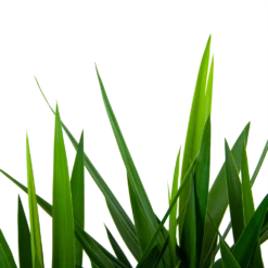 Yucca - Vertakt - Palmlelie - P27 H110 - Kamerplant -FloraHome Verkoopwinkel yucca vertakt palmlelie p27 h110 5 1