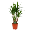 Yucca - Vertakt - Palmlelie - P30 H130 - Kamerplant -FloraHome Verkoopwinkel yucca vertakt palmlelie p30 h130 kamerplant 1