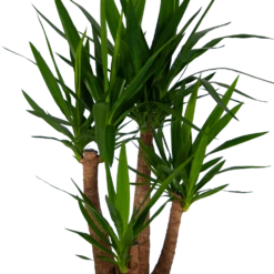 Yucca - Vertakt - Palmlelie - P30 H130 - Kamerplant 7 Yucca - Vertakt - Palmlelie - P30 H130 - Kamerplant -FloraHome Verkoopwinkel yucca vertakt palmlelie p30 h130 kamerplant 3