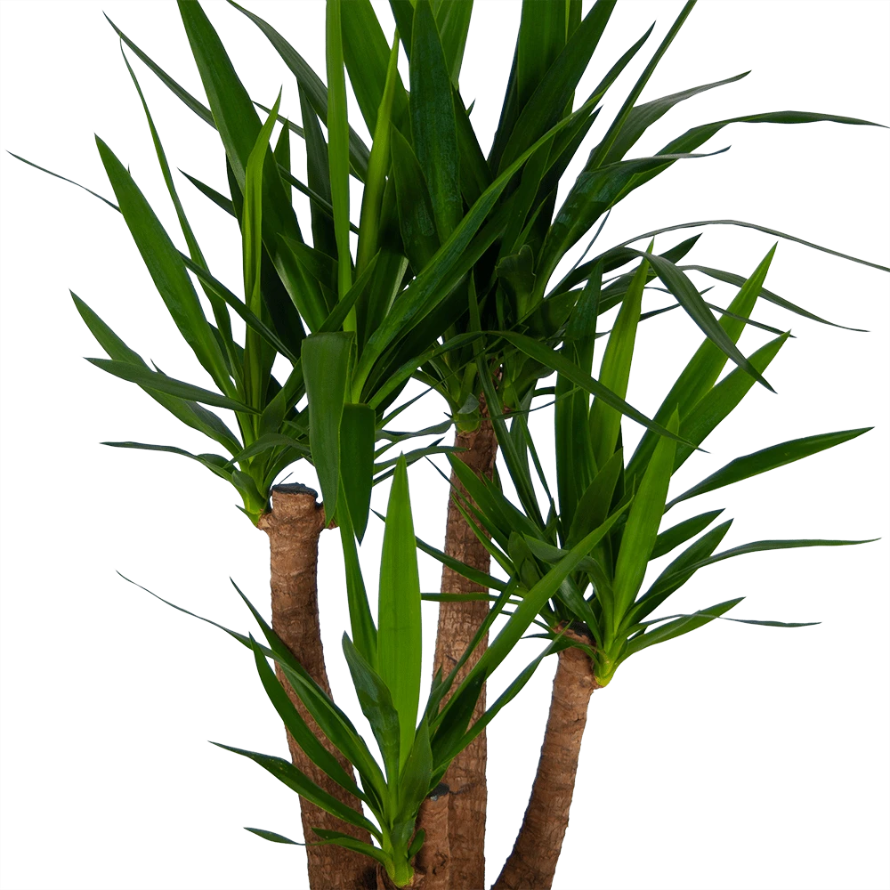 Yucca - Vertakt - Palmlelie - P30 H130 - Kamerplant 4 Yucca - Vertakt - Palmlelie - P30 H130 - Kamerplant - Afbeelding 2