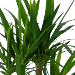 Yucca - Vertakt - Palmlelie - P30 H130 - Kamerplant 8 Yucca - Vertakt - Palmlelie - P30 H130 - Kamerplant -FloraHome Verkoopwinkel yucca vertakt palmlelie p30 h130 kamerplant 4