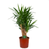 Yucca - Vertakt - Palmlelie - P34 H140 - Kamerplant 2 Yucca - Vertakt - Palmlelie - P34 H140 - Kamerplant -FloraHome Verkoopwinkel yucca vertakt palmlelie p34 h140 kamerplant 1