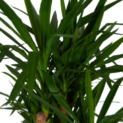 Yucca - Vertakt - Palmlelie - P34 H140 - Kamerplant 7 Yucca - Vertakt - Palmlelie - P34 H140 - Kamerplant -FloraHome Verkoopwinkel yucca vertakt palmlelie p34 h140 kamerplant 3