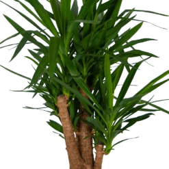 Yucca - Vertakt - Palmlelie - P34 H140 - Kamerplant 8 Yucca - Vertakt - Palmlelie - P34 H140 - Kamerplant -FloraHome Verkoopwinkel yucca vertakt palmlelie p34 h140 kamerplant 4