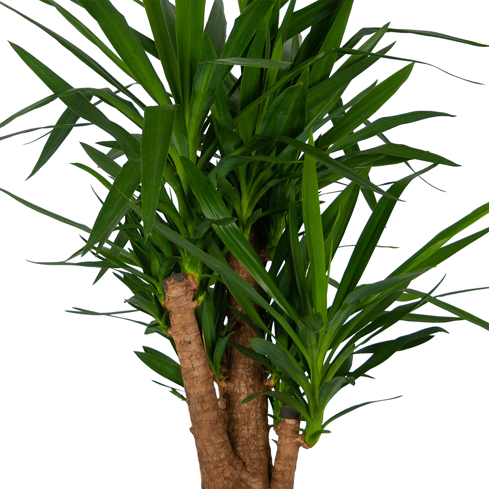Yucca - Vertakt - Palmlelie - P34 H140 - Kamerplant 5 Yucca - Vertakt - Palmlelie - P34 H140 - Kamerplant - Afbeelding 3
