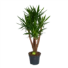 Yucca - Vertakt - Palmlelie - P35 H150 - Kamerplant 1 Yucca - Vertakt - Palmlelie - P35 H150 - Kamerplant -FloraHome Verkoopwinkel yucca vertakt palmlelie p35 h150 1