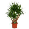 Yucca - Vertakt - Palmlelie - P45 H170 - Kamerplant -FloraHome Verkoopwinkel yucca vertakt palmlelie p45 h170 kamerplant 1